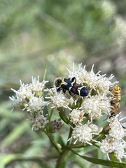 Trichodes peninsularis