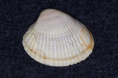 Austrovenus stutchburyi