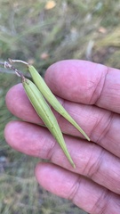 Vincetoxicum hirundinaria