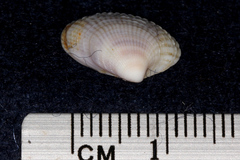 Austrovenus stutchburyi
