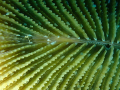 Ctenactis echinata