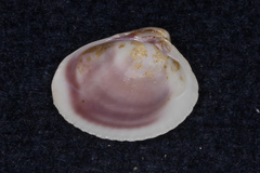 Austrovenus stutchburyi