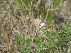 Pyronia cecilia
