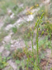 Anthericum ramosum