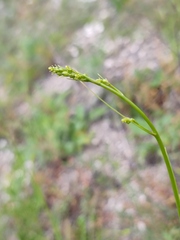 Anthericum ramosum