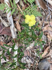 Hibbertia linearis