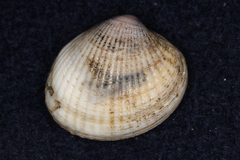 Austrovenus stutchburyi