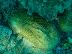 Ctenactis echinata