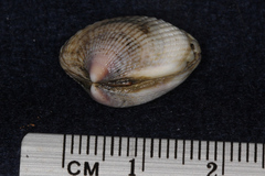 Austrovenus stutchburyi