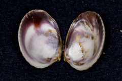 Austrovenus stutchburyi