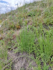 Anthericum ramosum