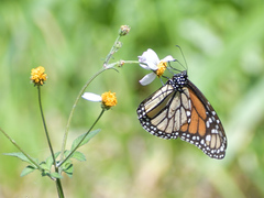 Danaus plexippus plexippus