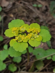 Chrysosplenium alternifolium