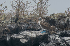 Sula nebouxii excisa