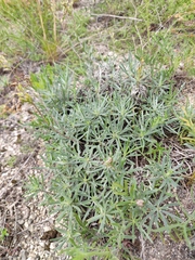 Onosma simplicissima