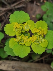 Chrysosplenium alternifolium