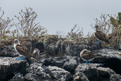 Sula nebouxii excisa