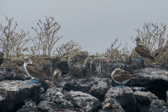 Sula nebouxii excisa