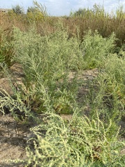 Artemisia santonicum