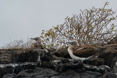 Sula nebouxii excisa