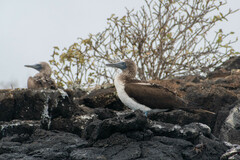 Sula nebouxii excisa