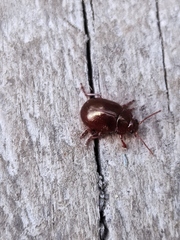 Chrysolina staphylaea