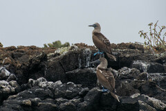 Sula nebouxii excisa