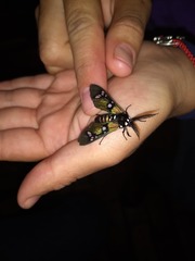 Chrysocale principalis