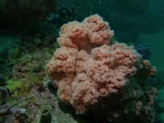 Dendronephthya australis