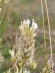 Astragalus albicaulis