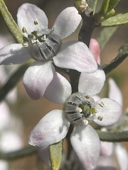 Zanthoxyloideae