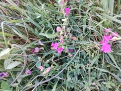 Lathyrus tuberosus