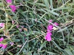 Lathyrus tuberosus