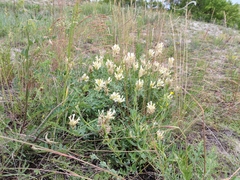 Astragalus albicaulis