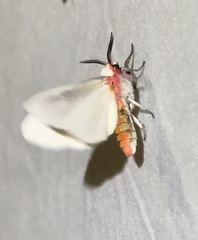 Pygarctia