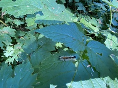 Lymantriinae