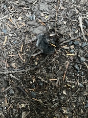 Peromyscus sonoriensis