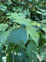 Lymantriinae