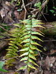 Asplenium polyodon image