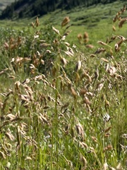 Poa alpina