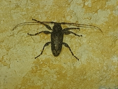 Oreodera brailovskyi