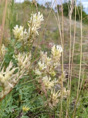 Astragalus albicaulis