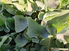 Petasites spurius