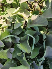 Petasites spurius