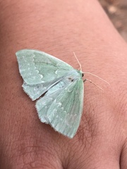 Geometra papilionaria