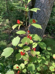 Viburnum edule