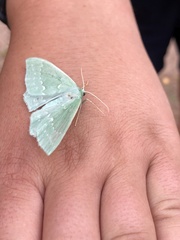 Geometra papilionaria