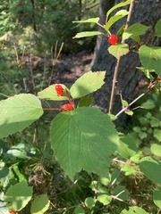 Viburnum edule