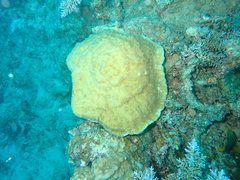Halomitra pileus