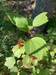Viburnum edule